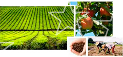Franquicias Agri Star continua en etapa de crecimiento en México 