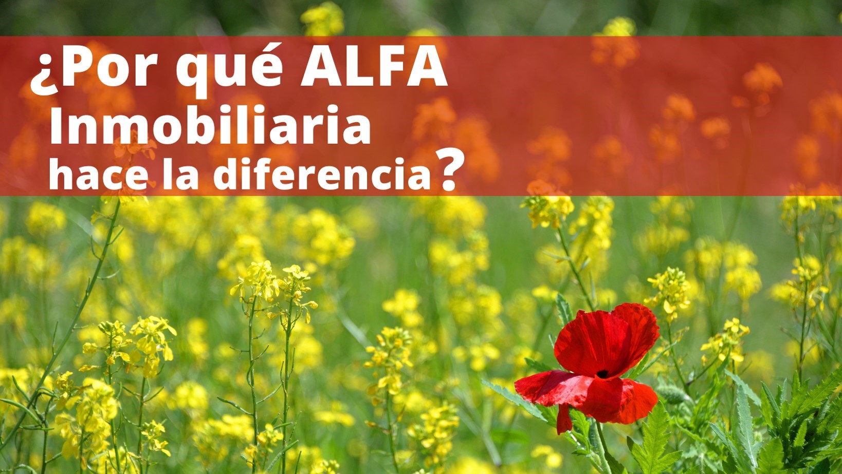 ¿Por qué Alfa Inmobiliaria es la franquicia que hace la diferencia?